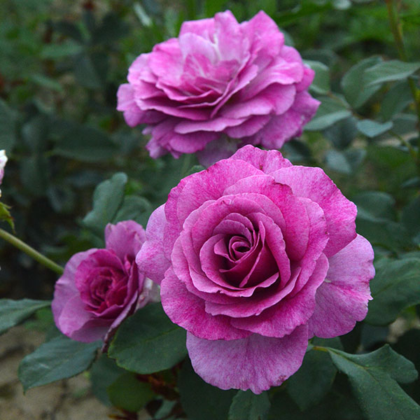 Melody-parfumee-garden-rose-monteagroroses