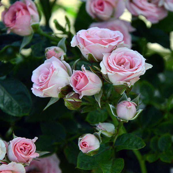 Mini-eden-garden-rose