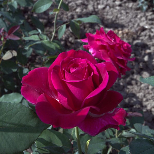 Mister-lincoln-garden-rose