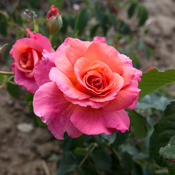 Morgenrote garden rose