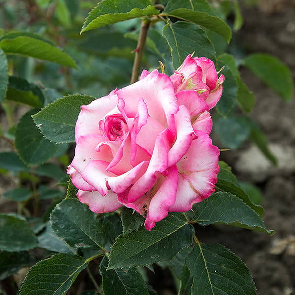N-Joy-rose-garden-flower