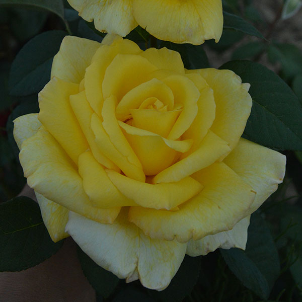Nicolas-hulot-garden-rose-monteagrodlm