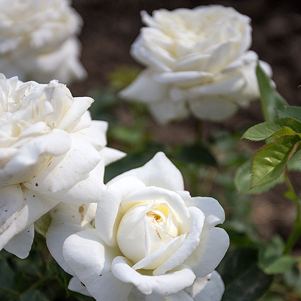 Nina-Poulsen-garden-plant-rose-monteagroroses