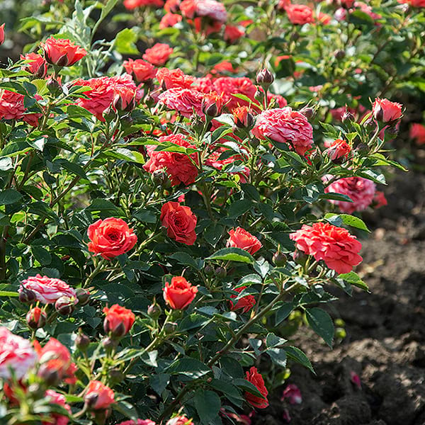 Orange-Juwel-garden-rose-monteagroroses