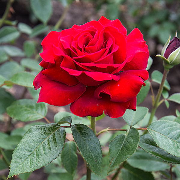 olivia-garden-rose-plant-monteagrodlm