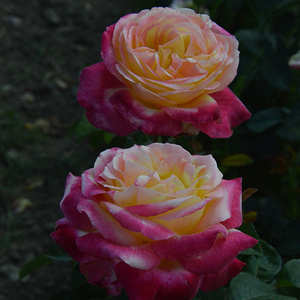 Orient-express-rose-plant-garden-monteagrodlm