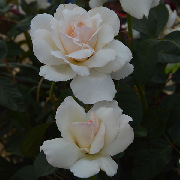 poker-rose-plant-garden-monteagrodlm