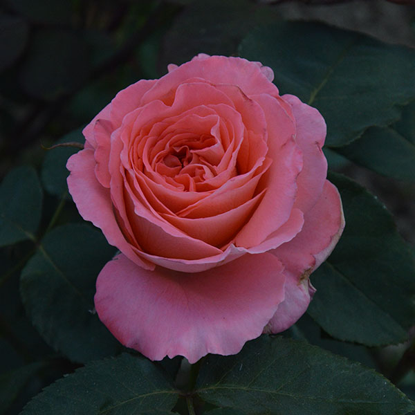 prestige-de-lyon-rose-garden-monteagro