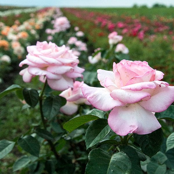 princesse-de-monaco-plant-rose-garden-monteagro