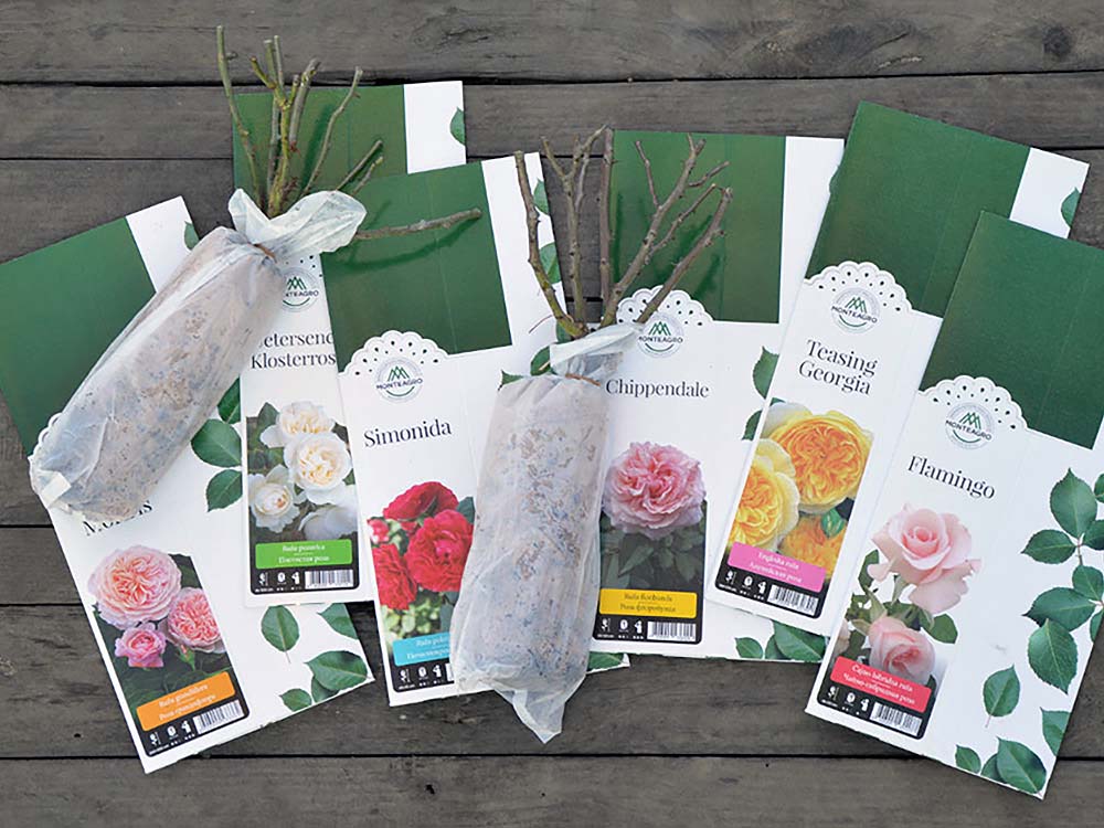 Monteagro packaging garden roses