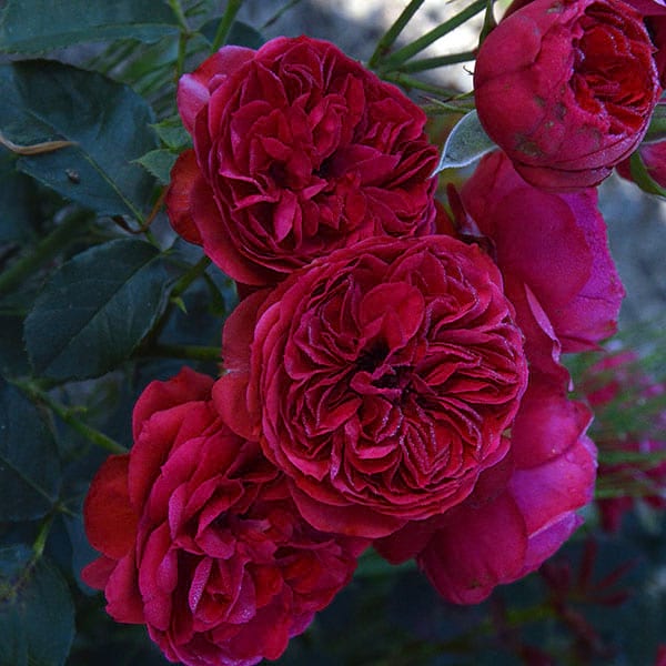 Rabelais-garden-pkant-rose-monteagro