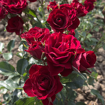 red-sensation-flower-garden-monteagroroses