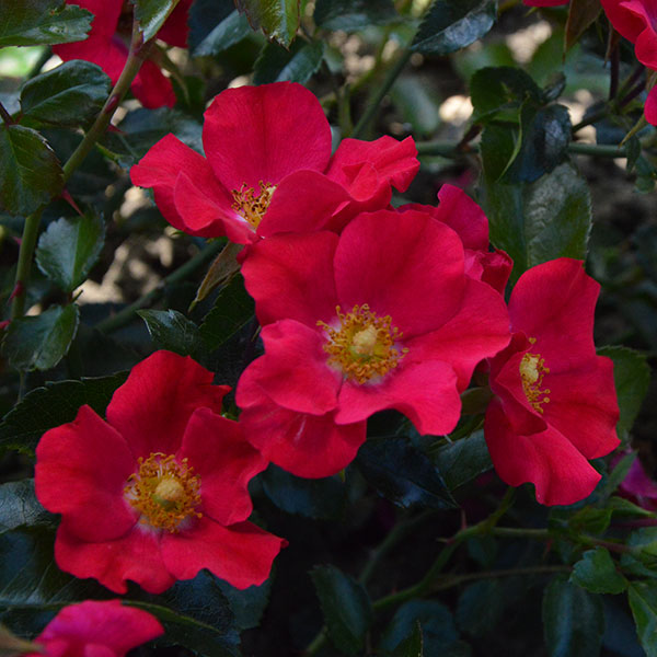 Red-swany-garden-flower-monteagroroses
