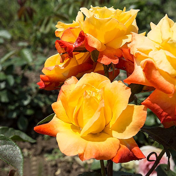 samba-garden-rose-monteagrodlm