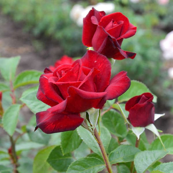 schwarze-madonna-flower-garden-rose