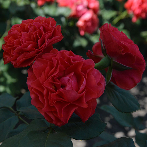 Simonida-garden-rose-plant-monteagrodlm