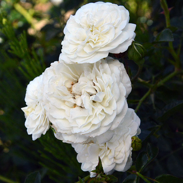 Swany-garden-rose-plant-monteagrodlm