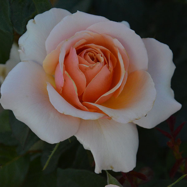 sweet-lady-garden-rose-flower-monteagrodlm