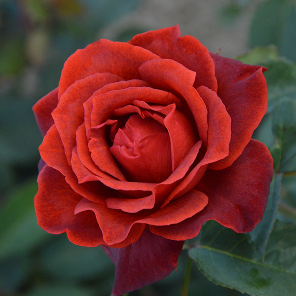 Terracotta-garden-rose-monteagro
