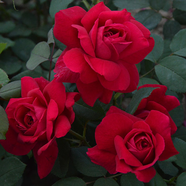 Tess-of-the-d`ubervilles-garden-rose-english-monteagroroses