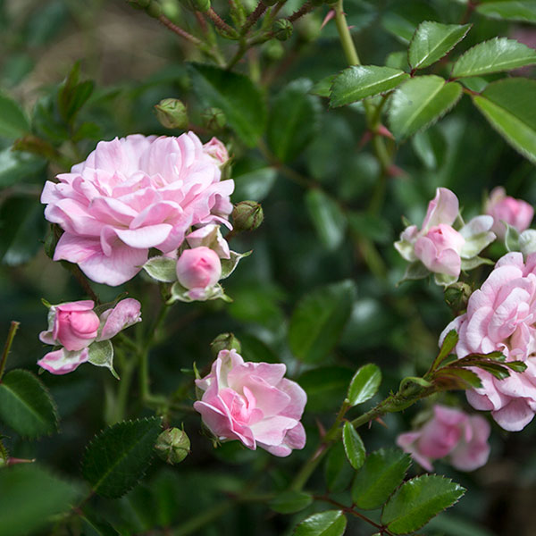 the-fairy-garden-rose-plant-monteagrodlm