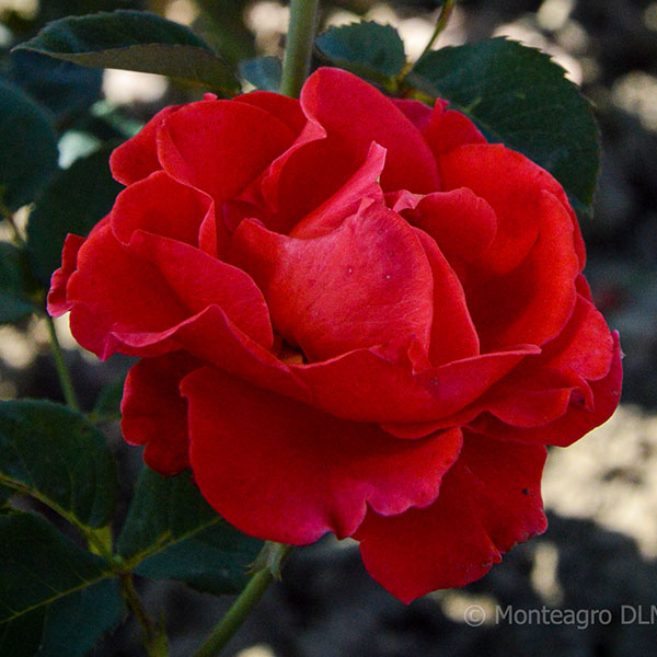 toro-rose-garden-monteagroroses
