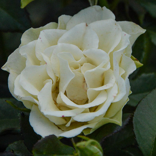 vanila-rose-plant-monteagrodlm