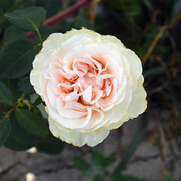 vivialdi-rose-garden-plant-monteagro