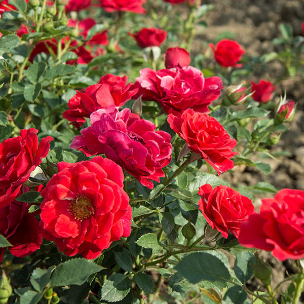 Zwergkonig-garden-red-rose-monteagro